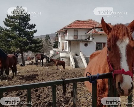 Коне препускат в отнетото имение на Сашо Пашата ВИДЕО
