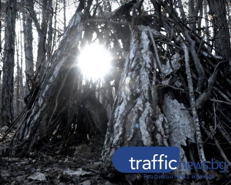 Мистериозни колиби никнат в Борисовата градина, подозират окултни секти ВИДЕО