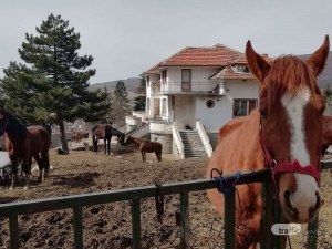 Коне препускат в отнетото имение на Сашо Пашата ВИДЕО