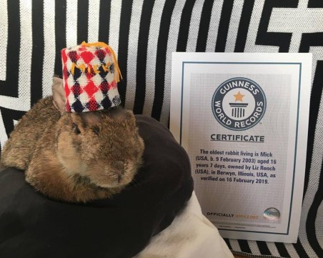 Най-старият заек на света е на 16 години. Вижте го СНИМКИ