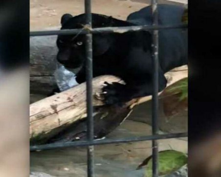 Жена беше нападната от ягуар, прескочила решетките на зоопарк ВИДЕО
