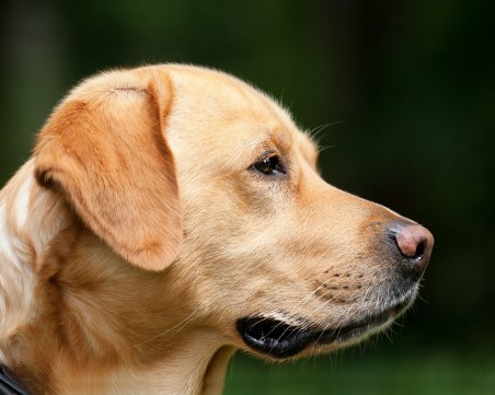 Софиянец ослепи куче от бой,  получи 7 месеца условно