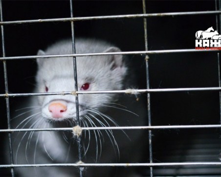 Снимки, видеа... Изложба за жестоката реалност във фермите за норки