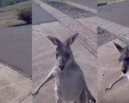 Кенгуру преби парапланерист ВИДЕО