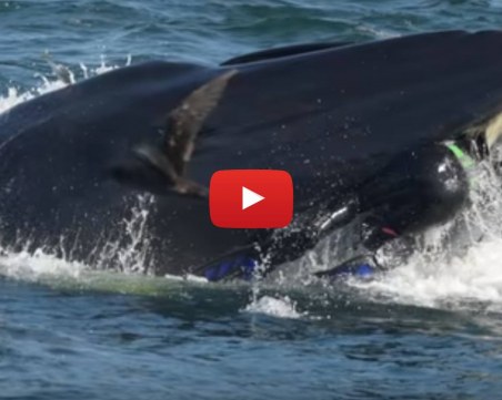 Политджендъри, гладни банкомати и прегладнял кит! 120 секунди информация ВИДЕО