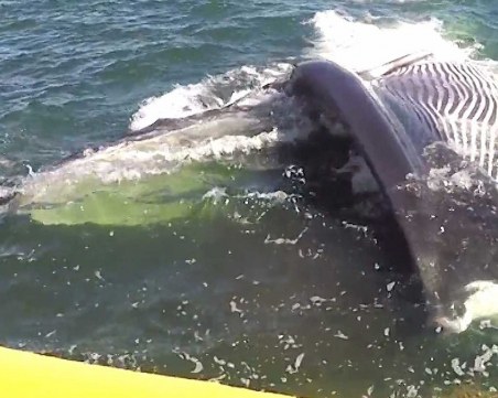 Щастливо оцелял! Кит засмука мъж, не му хареса вкуса, изплю го!?