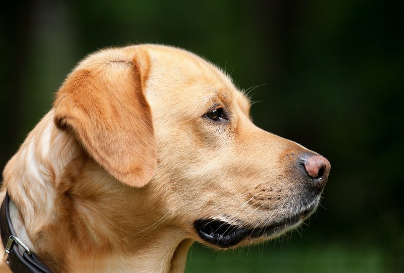 Софиянец ослепи куче от бой,  получи 7 месеца условно