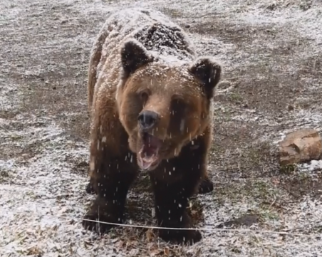 Мечок се събуди от зимен сън в Парка за танцуващи мечки в Белица ВИДЕО