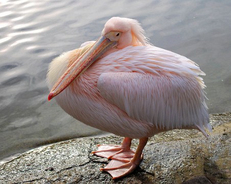 Първите пеликани за 2019 г. се излюпиха в 