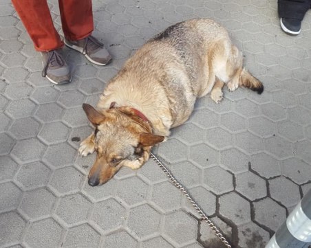 Изоставиха завързано куче на столичен булевард