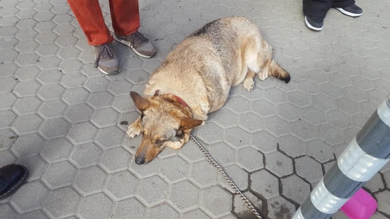 Изоставиха завързано куче на столичен булевард