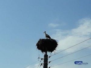 Първите щъркели долетяха в Пловдивско СНИМКИ