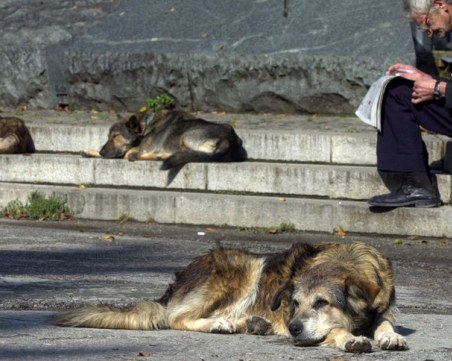 До 1 година кастрация на 50% от бездомните кучета у нас. Къде са най-много?