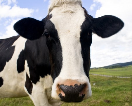 Кравите са били хищници