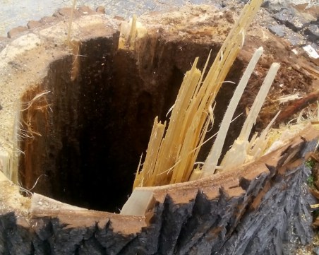 Премахнаха опасна топола до Военния клуб в Пловдив