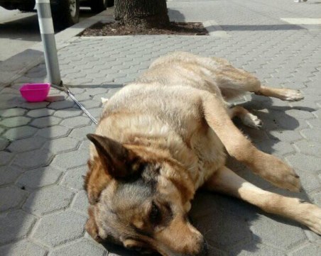 Развръзката: Прибраха завързаното куче на бул. 