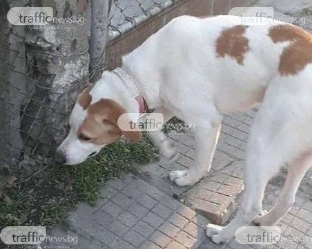 Познавате ли стопаните на това куче? Може би си го търсят СНИМКИ