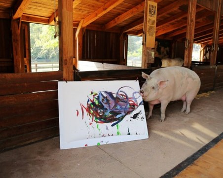 Свиня гони по слава Пикасо, вади по $ 4 000 от картина ВИДЕО