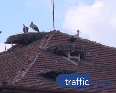 Щъркелите подраниха, бейби бум очаква Белозем ВИДЕО