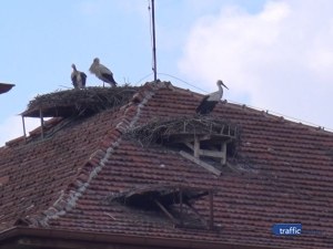 Щъркелите подраниха, бейби бум очаква Белозем ВИДЕО