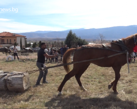 Най-силният кон в Ново село - член на семейството, хранят го по-добре от жените ВИДЕО и СНИМКИ