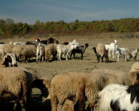 81-годишен преби съседка в Кърджалийско, добитъкът му влезнал в нивата й