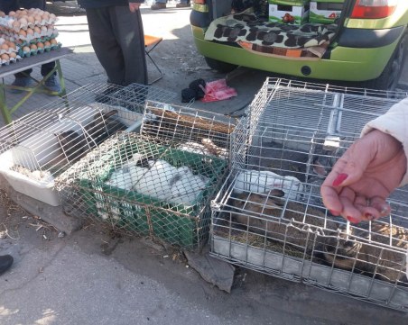 Продължават проверките на пазара до КАТ-Пловдив! Хванаха двама нарушители