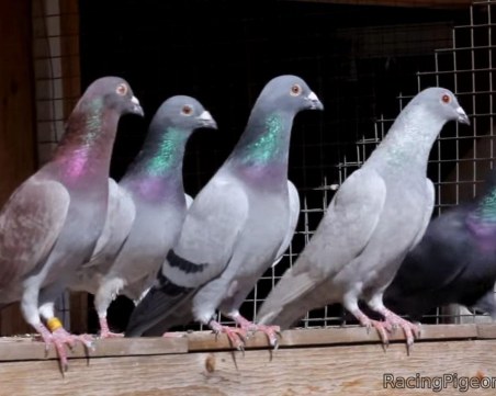 Рекорд! Продадоха пощенски гълъб за 1,25 милиона евро