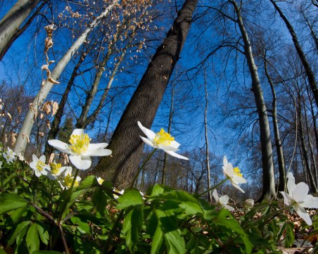Южен вятър ни радва днес, вдига градусите до 25