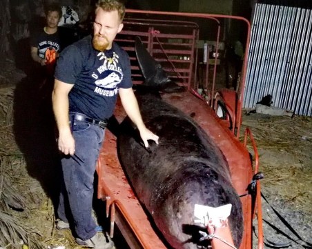 Зловеща находка в мъртъв кит – 40 кила торбички СНИМКИ (18+)