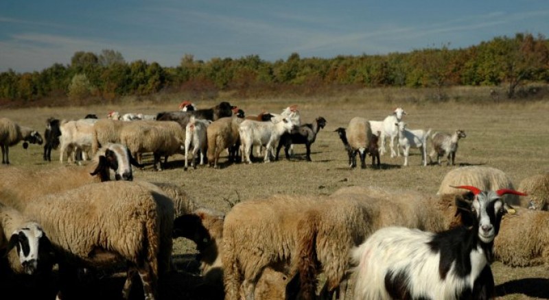 81-годишен преби съседка в Кърджалийско, добитъкът му влезнал в нивата й