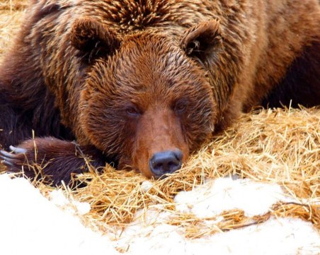 Мечок се събуди от зимен сън, пролетта не му хареса, легна си обратно СНИМКИ