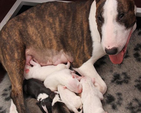 Пловдивски ветеринар 