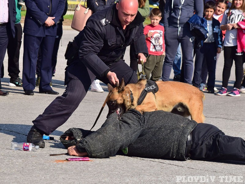 Полицаи на четири лапи влизат в зрелищна акция в Пловдив
