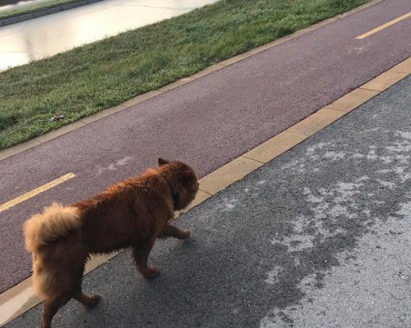 Изгубено куче търси собствениците си в Тракия