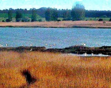 Министър на крака при чаплите в Шабленското езеро