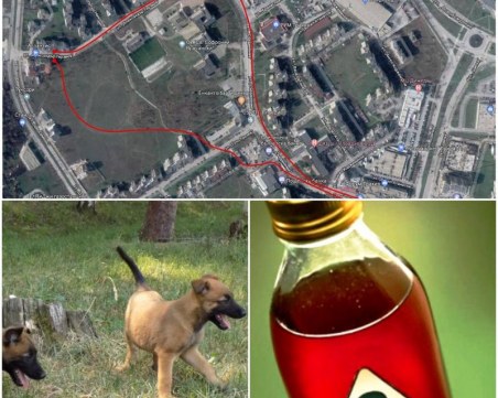 Отново отрова в Пловдив! Две кучета се разминаха на косъм със смъртта в Тракия