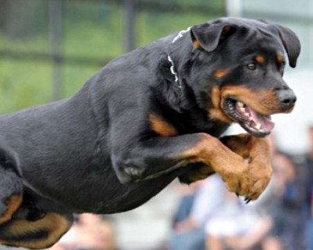 Цяло село трепери от агресивен ротвайлер! Оказа се на бащата на Валери Божинов