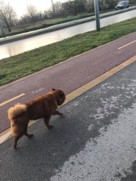 Изгубено куче търси собствениците си в Тракия