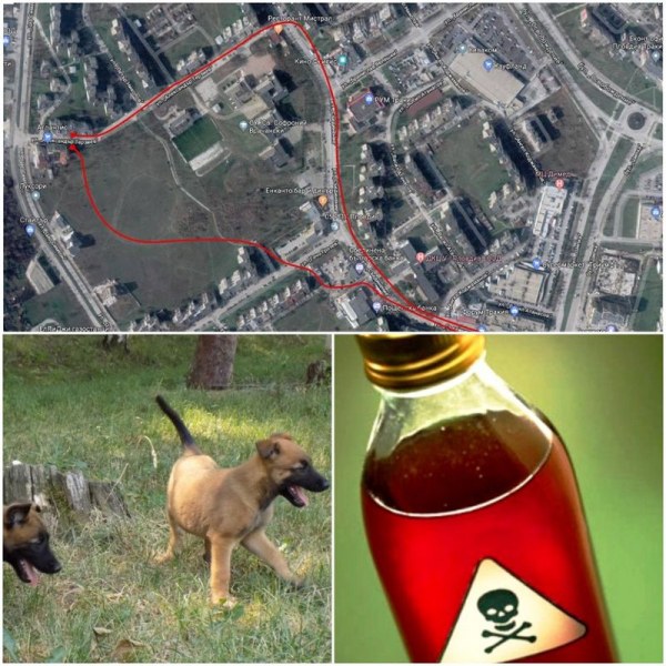 Отново отрова в Пловдив! Две кучета се разминаха на косъм със смъртта в Тракия