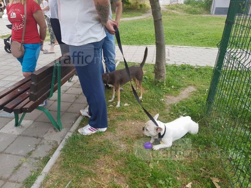 Регистрирай куче и спечели награда в Пловдив