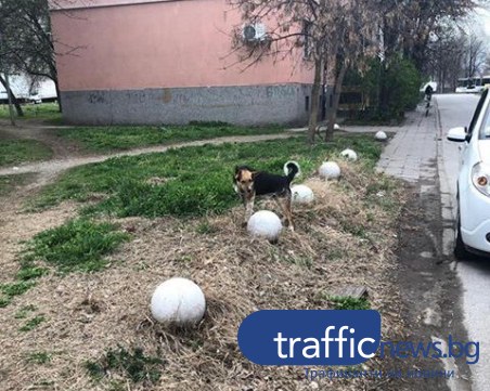 Домашно куче се скита само из Смирненски! Познавате ли собствениците му?