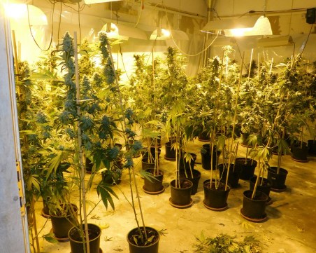 Над 700 канабисови растения  иззети от габровския завод 