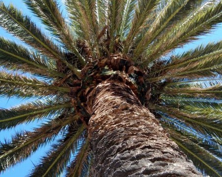 Петметрови палми и магнолии ще преобразят Панаира в Пловдив