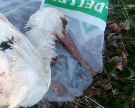 Убиха млад щъркел с въздушна пушка в Благоевградско