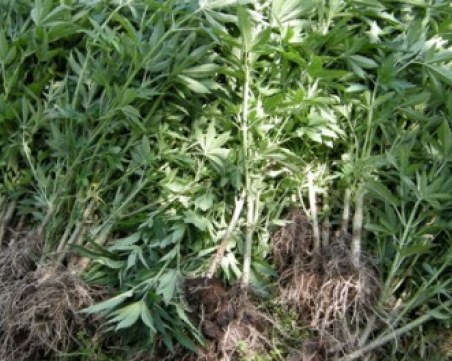 В двора на габровския завод 