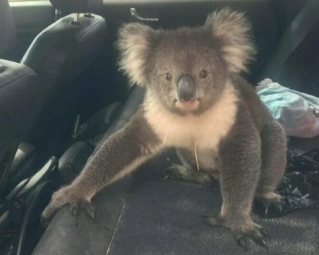 Забавна среща: Коала се скри от жегата в кола, едва бе изгонена ВИДЕО