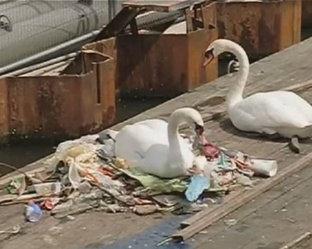 Двойка лебеди си направи гнездо сред боклуци, разби сърцата на хиляди ВИДЕО