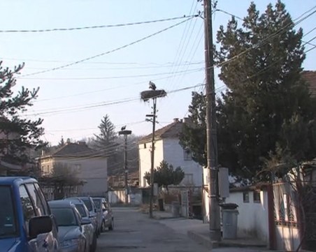 Хората от Хаджидимово категорични: Никой от селото не може да убие щъркел!