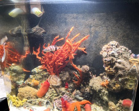 Най-отровните риби дебнат в Природонаучния в Пловдив ВИДЕО и СНИМКИ